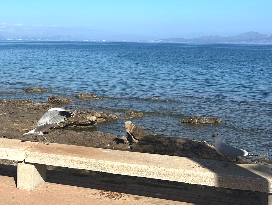 Supervision Puschmann